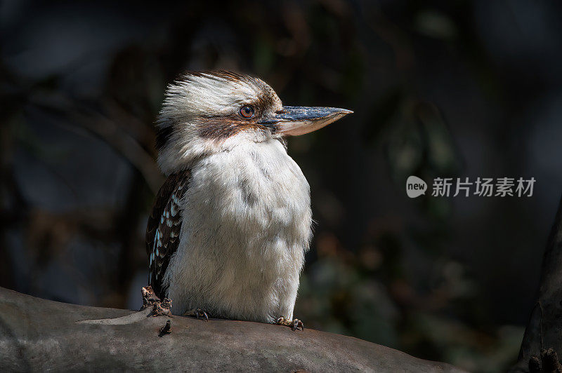 Kookaburra (Dacelo novae几内eae)